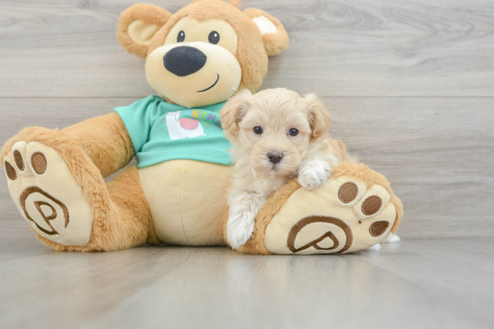Popular Maltipoo Poodle Mix Pup
