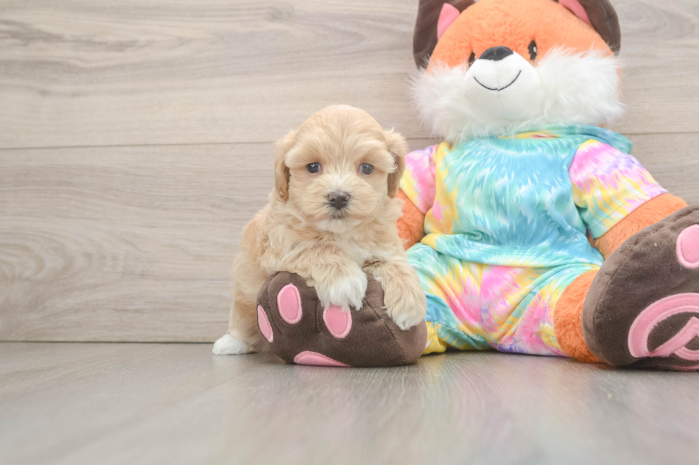 Happy Maltipoo Baby