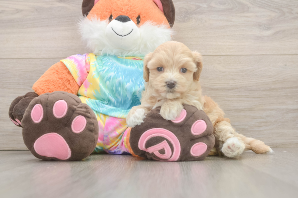Maltipoo Pup Being Cute