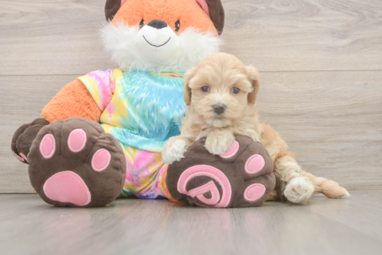 Maltipoo Pup Being Cute