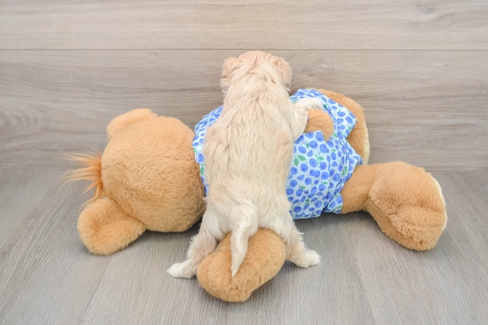 Energetic Multipoo Poodle Mix Puppy