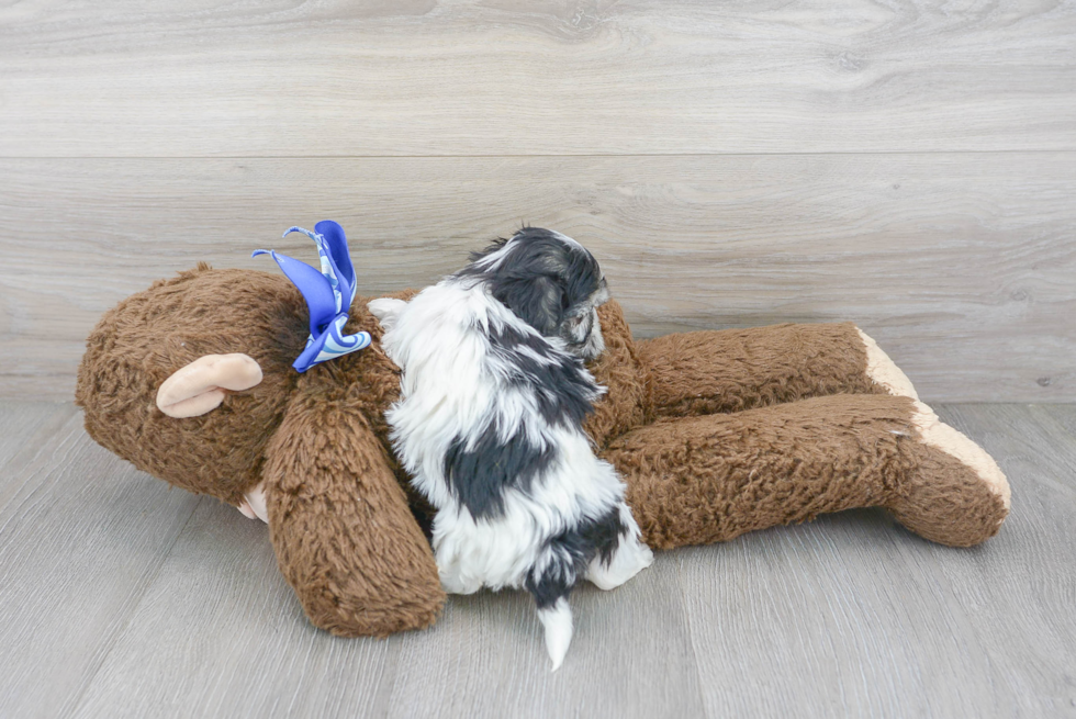 Maltipoo Puppy for Adoption