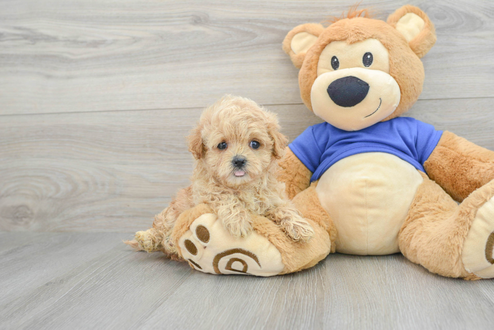 Maltipoo Pup Being Cute