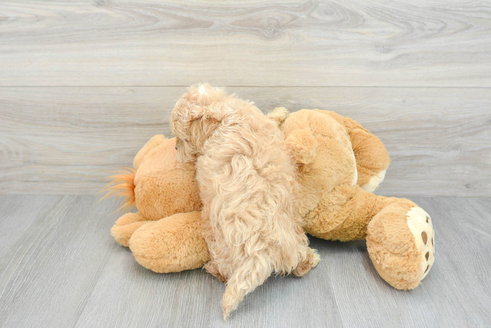 Friendly Maltipoo Baby