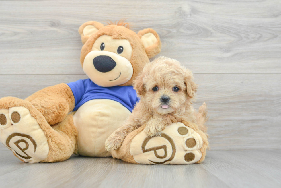 Maltipoo Puppy for Adoption