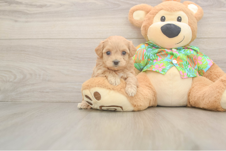 Best Maltipoo Baby