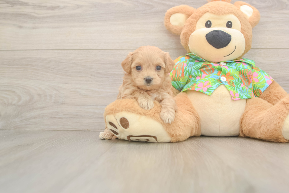 Best Maltipoo Baby