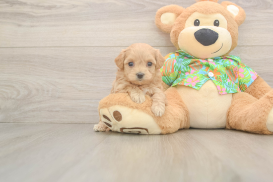 Best Maltipoo Baby