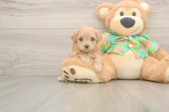 Best Maltipoo Baby