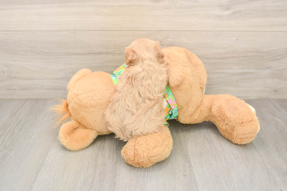 Maltipoo Pup Being Cute