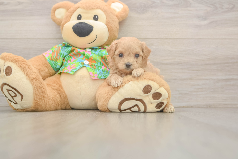 Fluffy Maltipoo Poodle Mix Pup