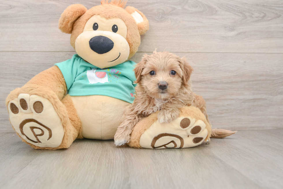 Smart Maltipoo Poodle Mix Pup