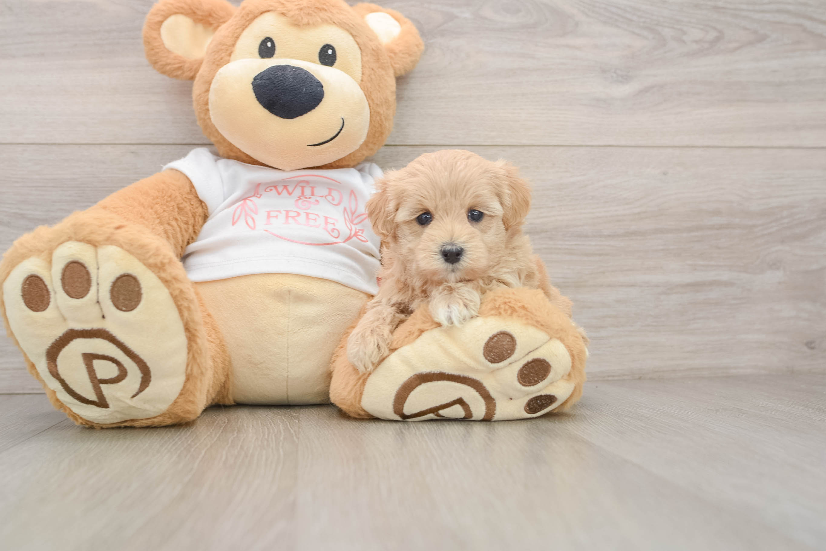 Adorable Malt Oodle Poodle Mix Puppy