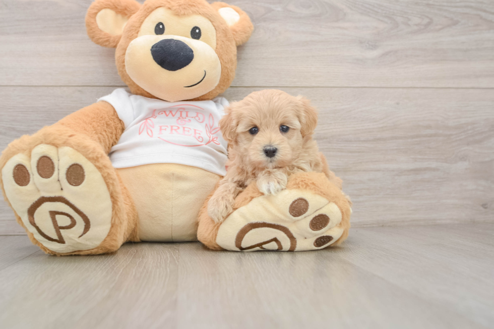 Adorable Malt Oodle Poodle Mix Puppy