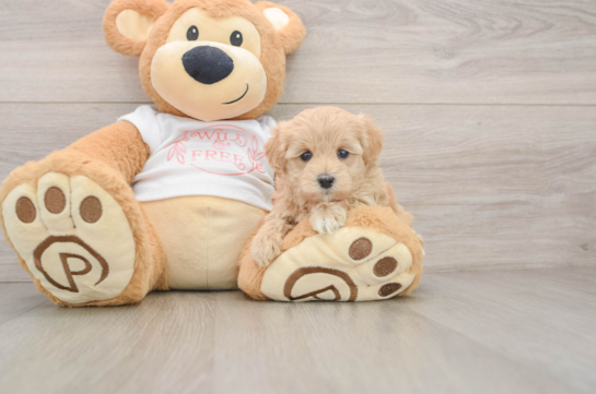 HADLEY, a Maltipoo littermate