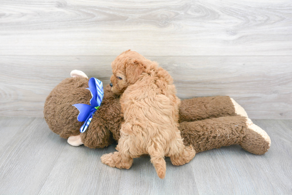 Little Maltese Poodle Poodle Mix Puppy