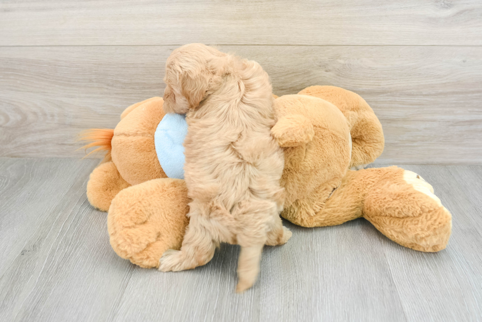 Maltipoo Puppy for Adoption