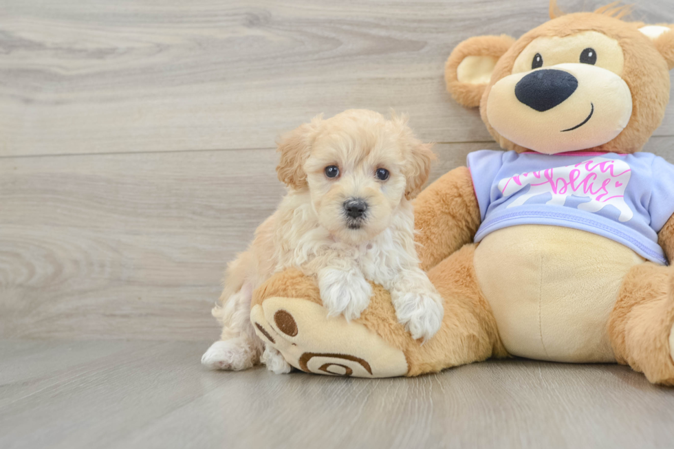 Maltipoo Pup Being Cute