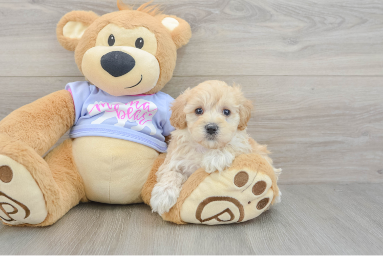 Maltipoo Puppy for Adoption