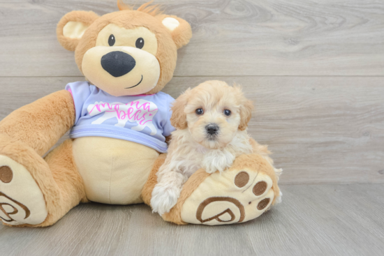 Maltipoo Puppy for Adoption