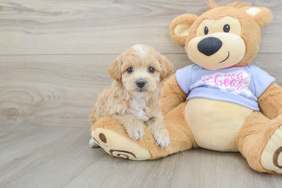 Playful Maltepoo Poodle Mix Puppy