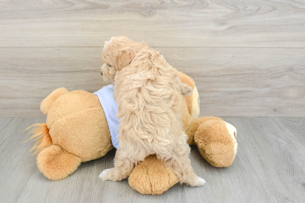 Maltipoo Puppy for Adoption