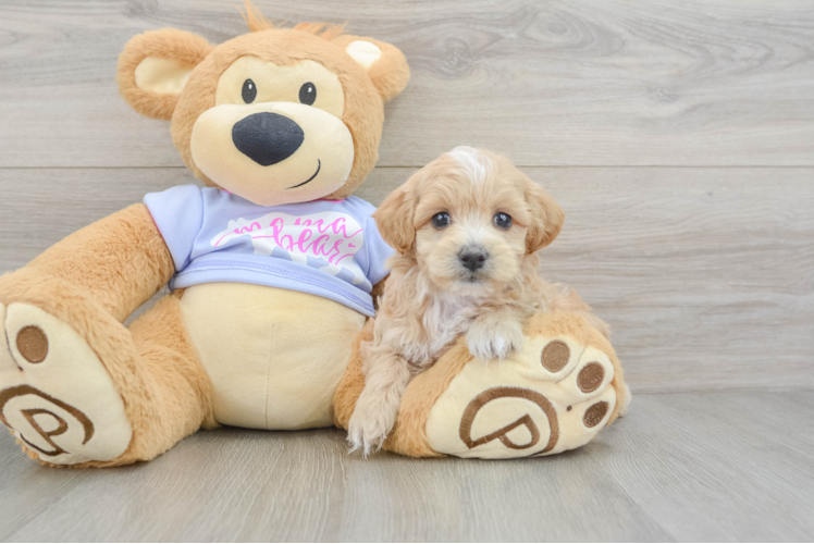 Adorable Multipoo Poodle Mix Puppy