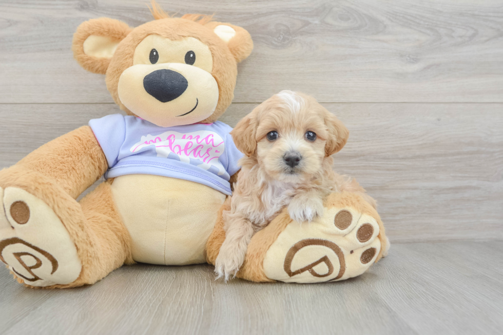 Adorable Multipoo Poodle Mix Puppy