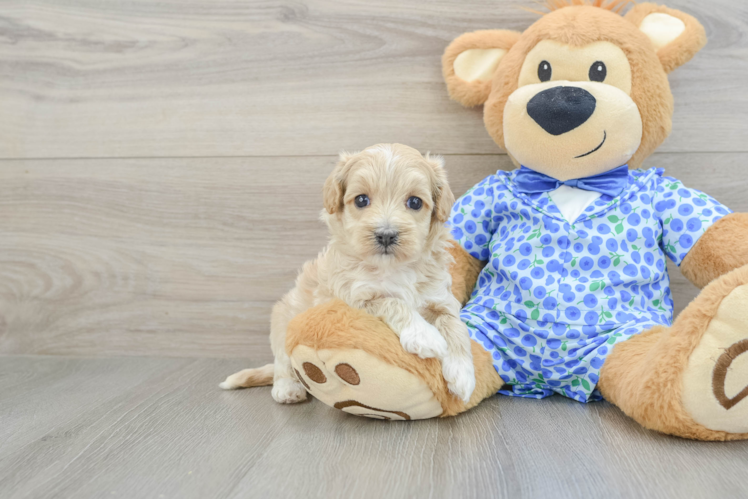 Friendly Maltipoo Baby