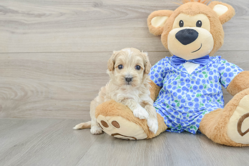 Friendly Maltipoo Baby