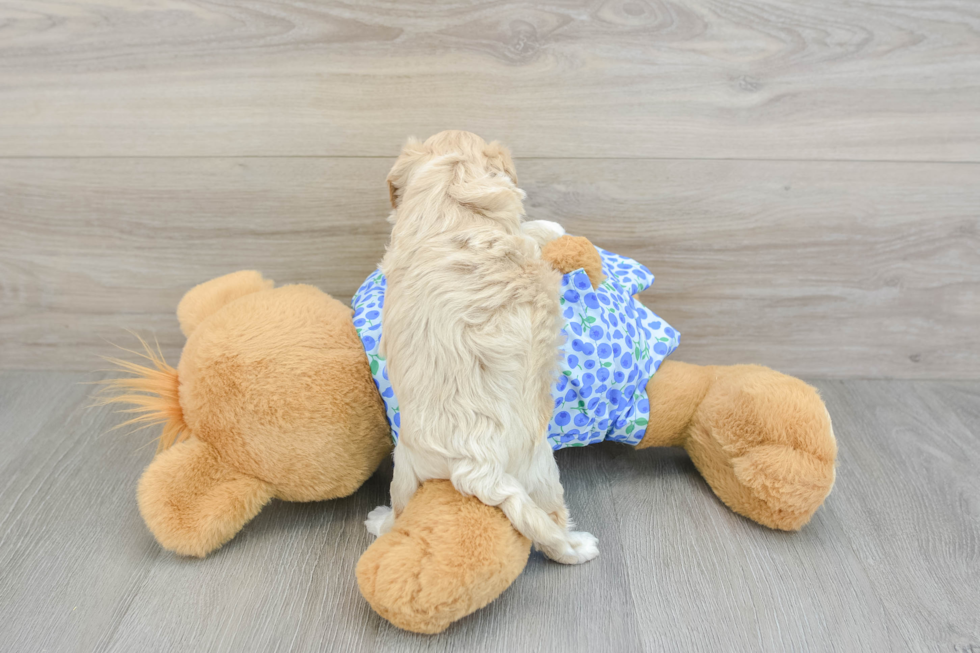 Friendly Maltipoo Baby