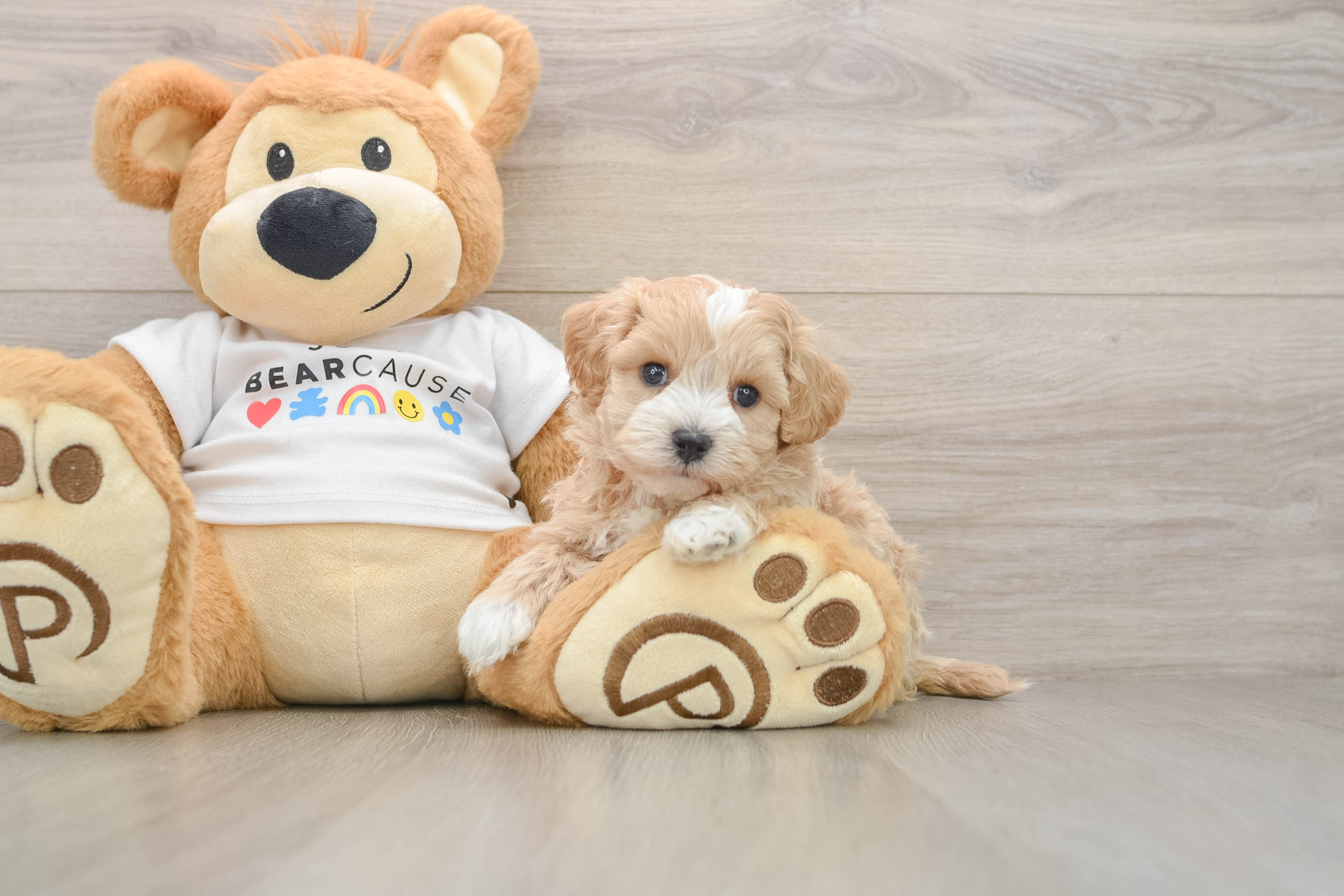 Best Maltipoo Baby