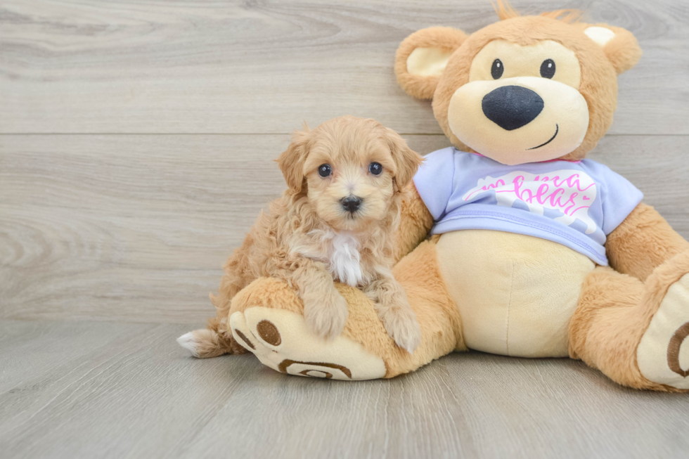 Maltipoo Puppy for Adoption
