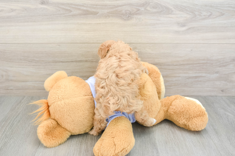 Petite Maltipoo Poodle Mix Pup