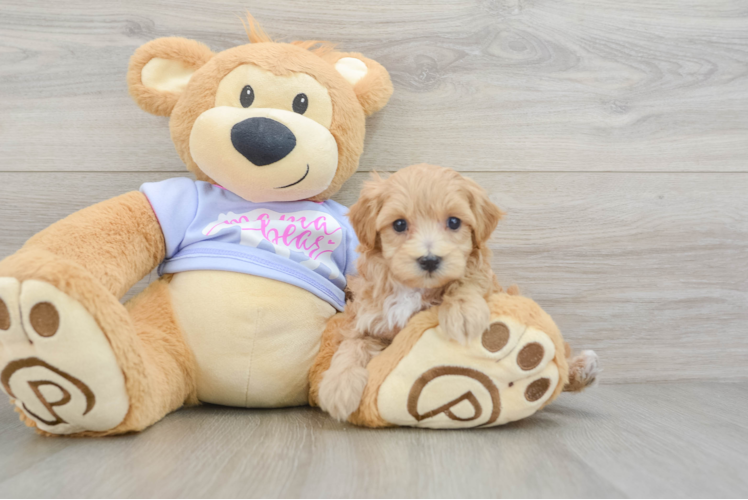 Fluffy Maltipoo Poodle Mix Pup