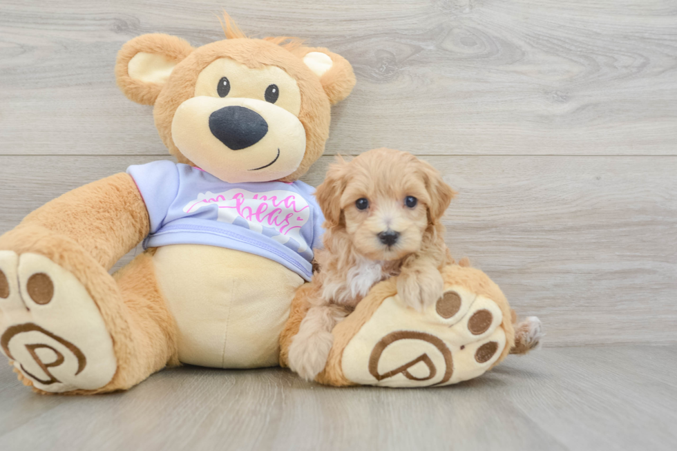 Fluffy Maltipoo Poodle Mix Pup