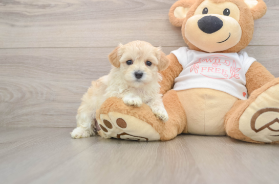 HARRIET, a Maltipoo littermate