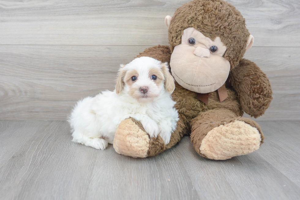 Maltipoo Puppy for Adoption