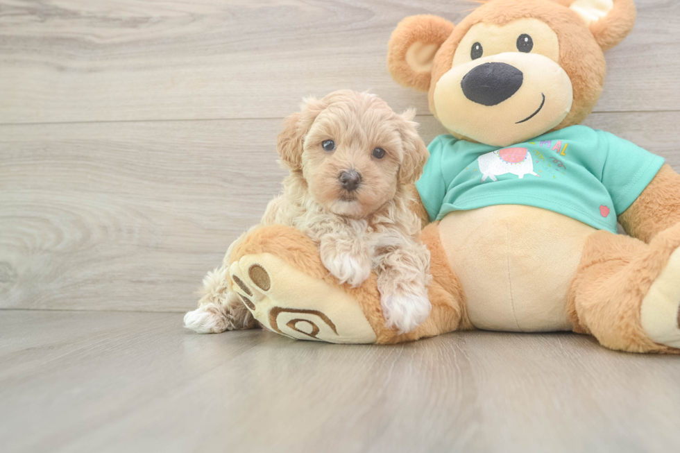 Maltipoo Pup Being Cute