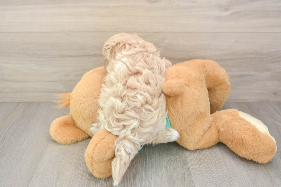 Adorable Maltepoo Poodle Mix Puppy