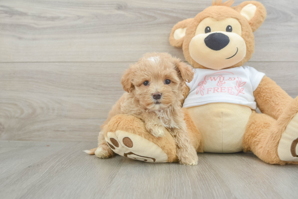 Hypoallergenic Maltepoo Poodle Mix Puppy