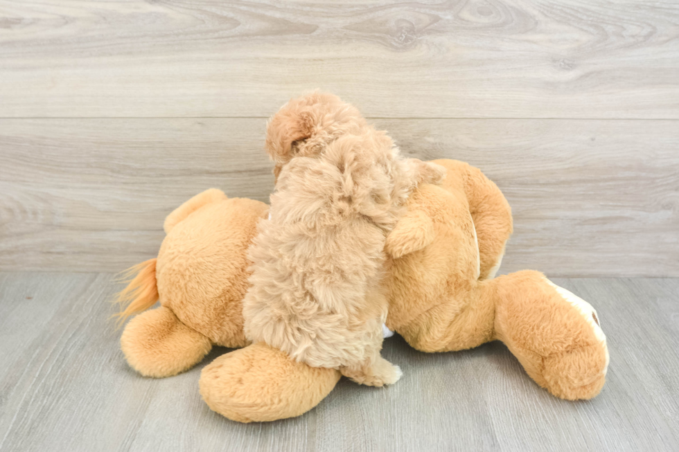 Maltipoo Puppy for Adoption