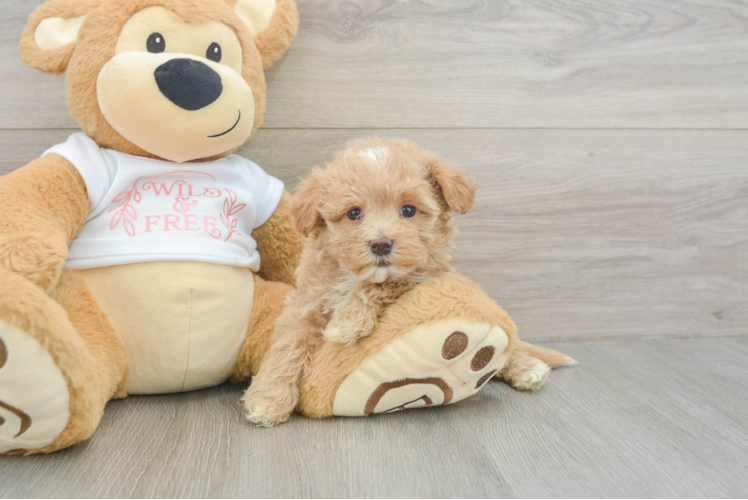 Adorable Malt Oodle Poodle Mix Puppy