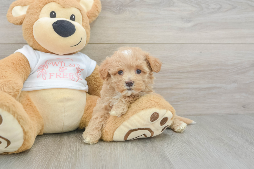 Adorable Malt Oodle Poodle Mix Puppy