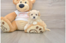 Best Maltipoo Baby