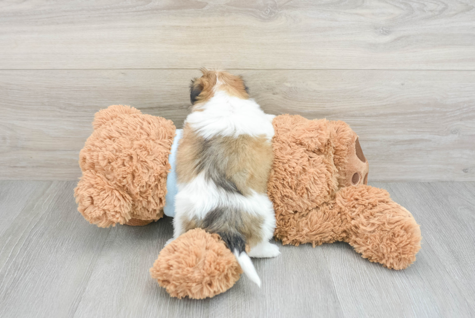 Maltipoo Pup Being Cute