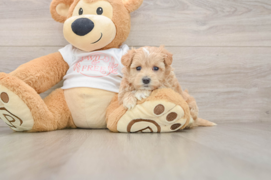 HILLARY, a Maltipoo littermate