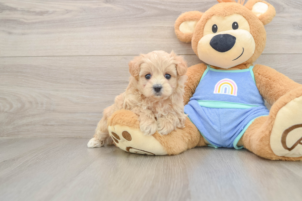 Best Maltipoo Baby