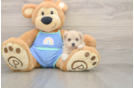 Funny Maltipoo Poodle Mix Pup