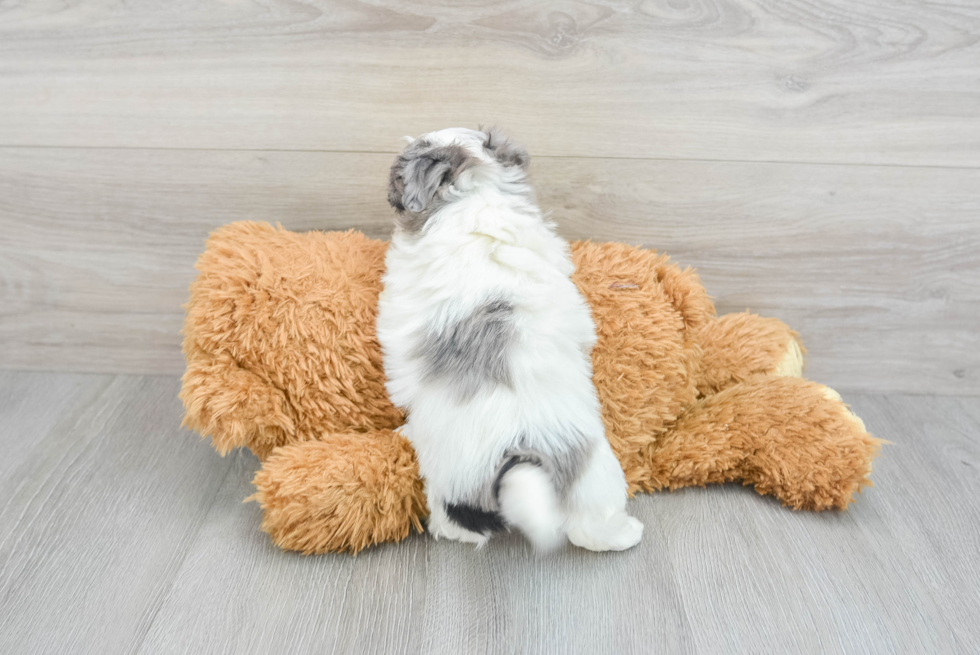 Maltipoo Puppy for Adoption